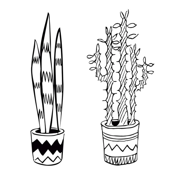 Plantas Cactos Desenhadas Mão Ilustração Vetorial — Vetor de Stock