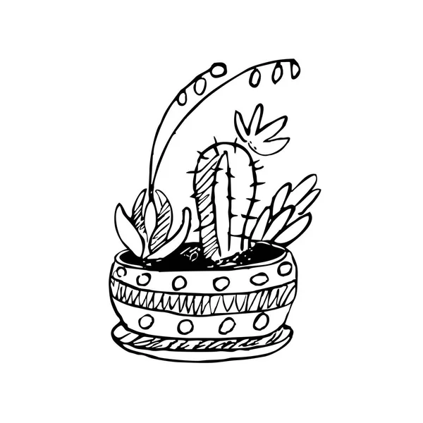 Plantas Cactos Desenhadas Mão Ilustração Vetorial — Vetor de Stock