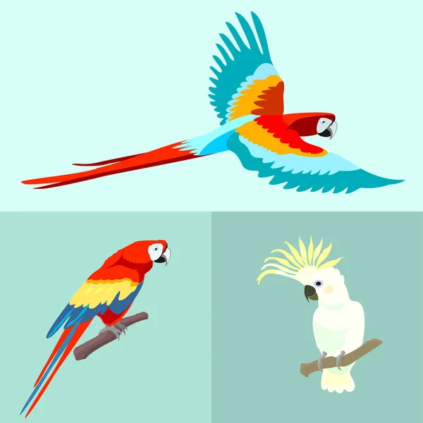 Diverse Papegaaien Vector Illustraties Set — Stockvector