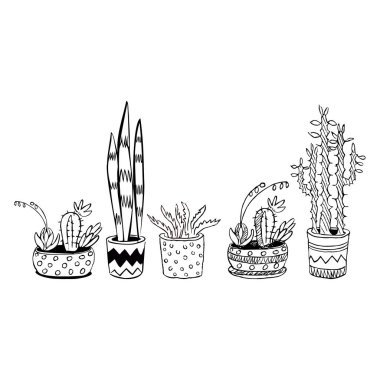 Anahat vektör çizim succulents tencere ile