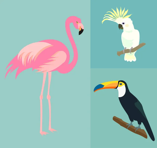 vector illustrations set of various tropical birds