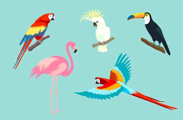 Vector Illustrations Set Various Tropical Birds — Stock Vector
