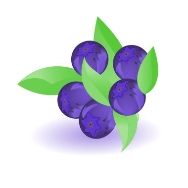 Beyaz arka plan üzerinde yaban mersini izole Illustration. Vektör çizim tasarımınız için.