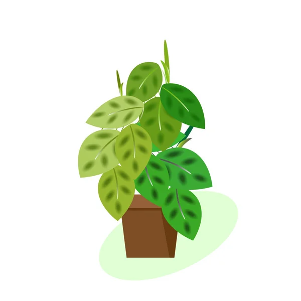 Plante tropicale d'intérieur Maranta fleurissant en pot. dessin vectoriel sur fond blanc. Pour le design intérieur . — Image vectorielle