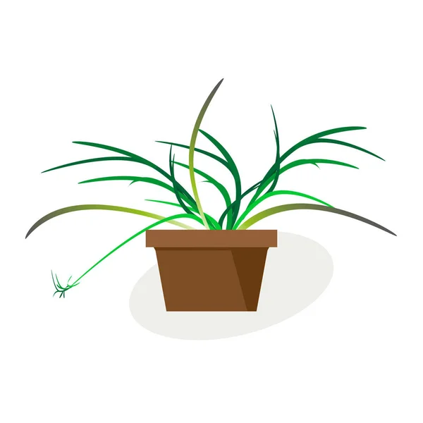 Planta tropical interior Chlorophytum florescendo em vaso. Vector desenho sobre fundo branco. Para design de interiores . — Vetor de Stock