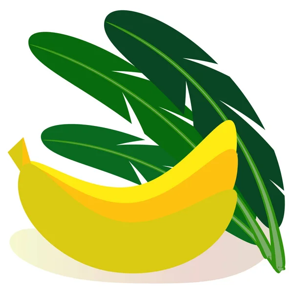 Conjunto de frutas tropicais bananas e folhas de bananeira. Ilustração vetorial de cores brilhantes no fundo branco . —  Vetores de Stock