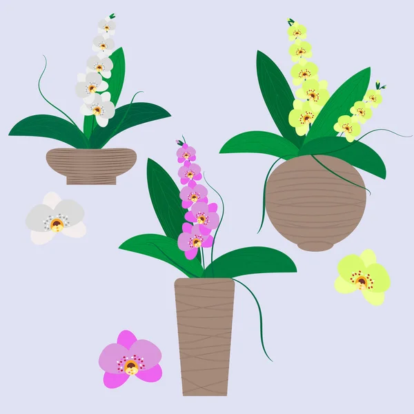 Uppsättning Inomhus Blommiga Orkidéer Olika Färger Och Olika Blomkrukor Vektor — Stock vektor