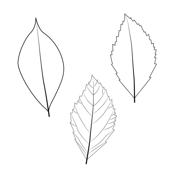 Листья. Векторная иллюстрация, изолированная на белом . — стоковый вектор