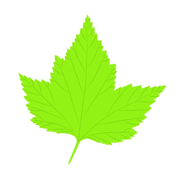 Leaves. Vector illustration, isolated on a white. — Stock Vector