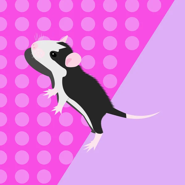 Pet Rat. Un ratto decorativo. Topo domestico. Che bel topo. carino animale domestico — Vettoriale Stock