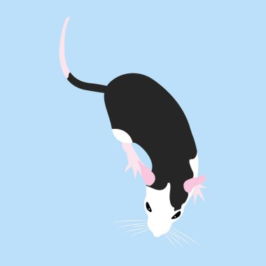 Evcil Fare. Dekoratif sıçan. Evcil fare. sevimli Rat. sevimli Pet