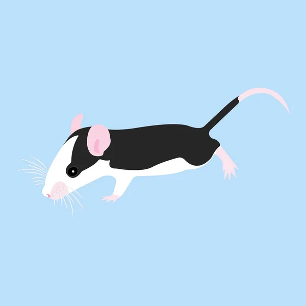 Pet Rat. Decoratieve rat. Binnenlandse rat. schattige rat. schattige huisdier — Stockvector