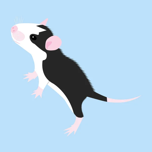 Pet Rat. Decoratieve rat. Binnenlandse rat. schattige rat. schattige huisdier — Stockvector