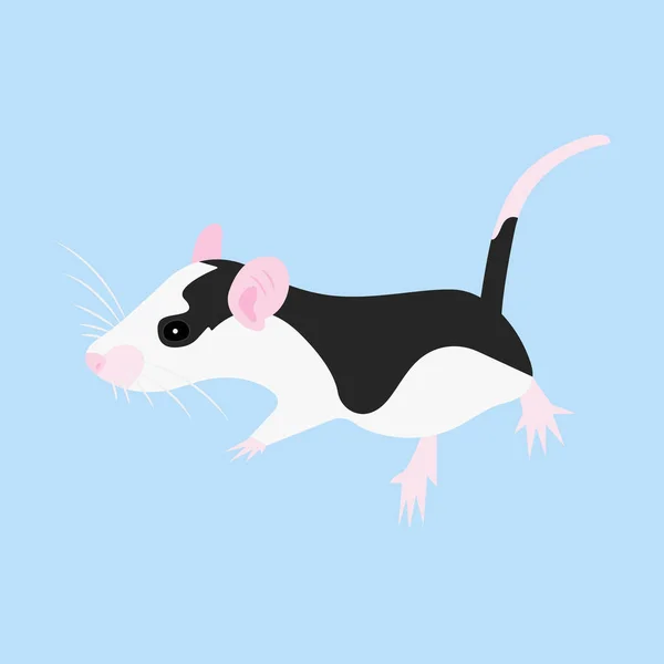Rata de mascotas. Rata decorativa. Rata doméstica. Bonita Rata. linda mascota — Vector de stock
