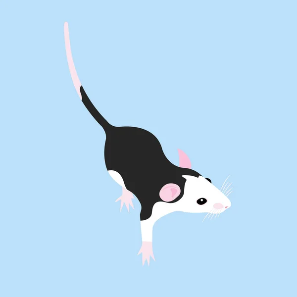 Pet Rat. Un rat décoratif. Un rat domestique. mignon Rat. mignon animal de compagnie — Image vectorielle