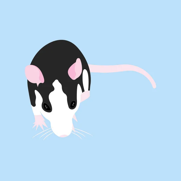 Pet Rat. Un ratto decorativo. Topo domestico. Che bel topo. carino animale domestico — Vettoriale Stock