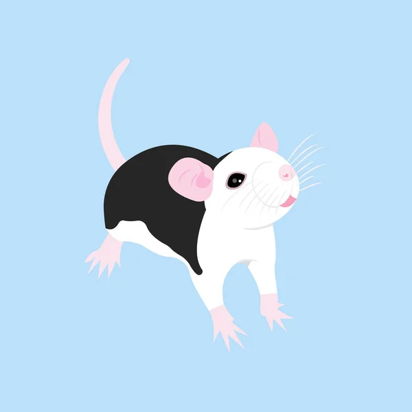 Haustierratte. Zierratte. Hausratte. Niedliche Ratte. Niedliches Haustier — Stockvektor
