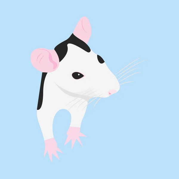 Krysa domácí. Dekorativní krysa. Domácí krysa. roztomilá krysa. roztomilý mazlíček — Stockový vektor
