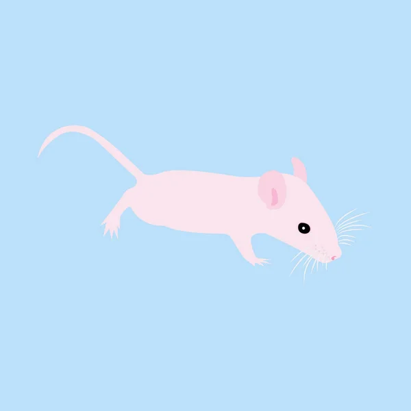 Pet Rat. Decoratieve rat. Binnenlandse rat. schattige rat. schattige huisdier — Stockvector