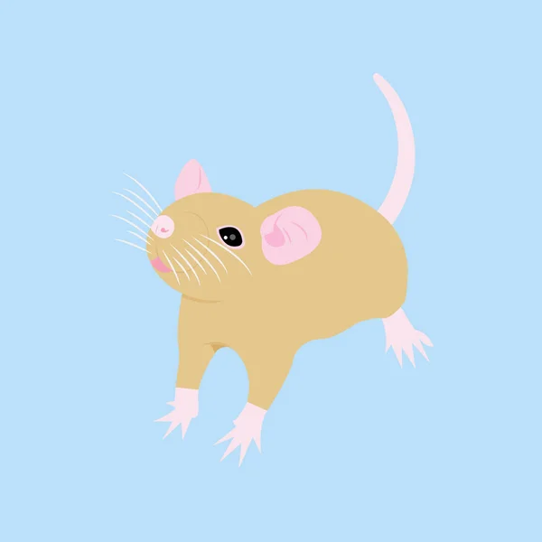 Pet Rat. Un rat décoratif. Un rat domestique. mignon Rat. mignon animal de compagnie — Image vectorielle