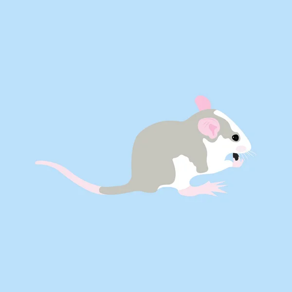 Pet Rat. Un rat décoratif. Un rat domestique. mignon Rat. mignon animal de compagnie — Image vectorielle