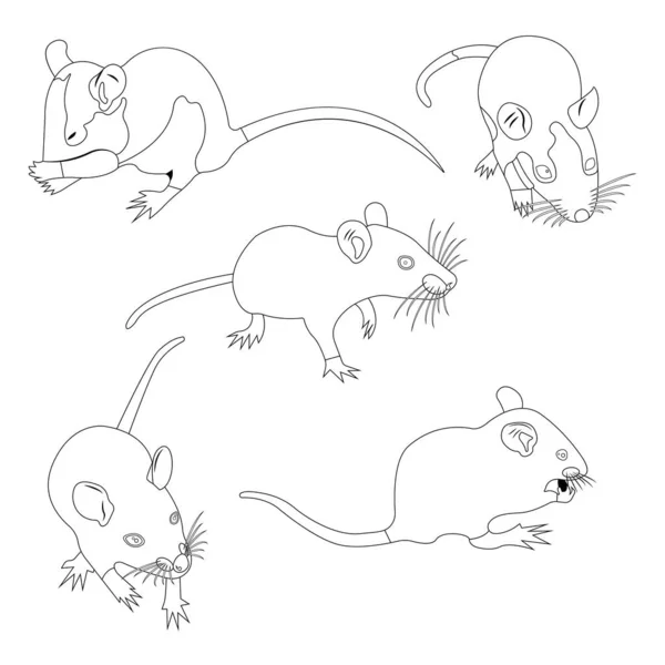Раскрашиваю. Крысёныш. Декоративная крыса. Домашняя крыса. Милая Крыса. мило — стоковый вектор