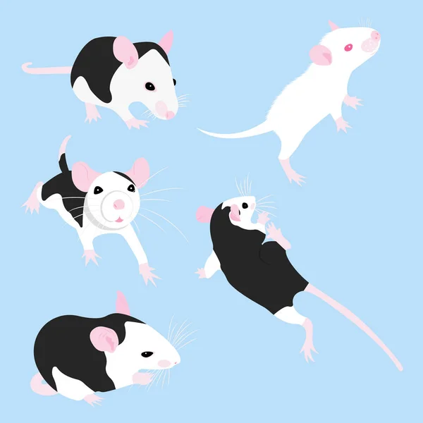 Réglez Pet Rat. Un rat décoratif. Un rat domestique. mignon Rat. mignon animal de compagnie — Image vectorielle