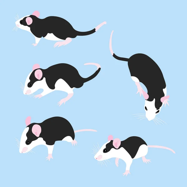 Set Pet Rat. Rata decorativa. Rata doméstica. Bonita Rata. linda mascota — Archivo Imágenes Vectoriales