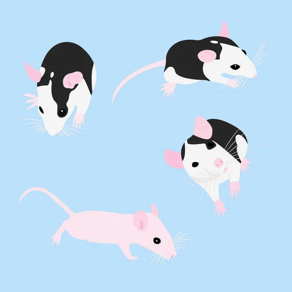 Set Pet Rat. Rata decorativa. Rata doméstica. Bonita Rata. linda mascota — Archivo Imágenes Vectoriales