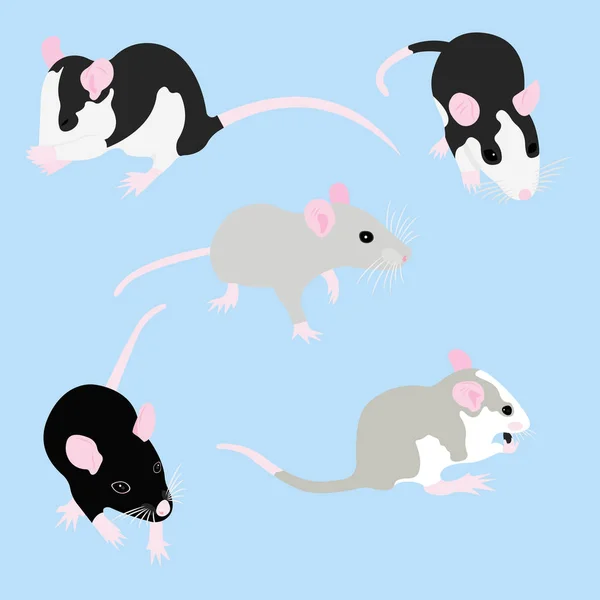 Nastavit krysu PET. Dekorativní krysa. Domácí krysa. roztomilá krysa. roztomilý mazlíček — Stockový vektor