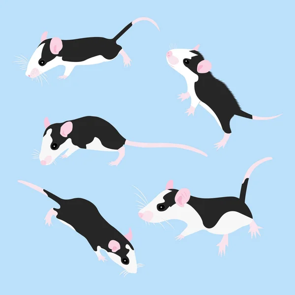 Réglez Pet Rat. Un rat décoratif. Un rat domestique. mignon Rat. mignon animal de compagnie — Image vectorielle