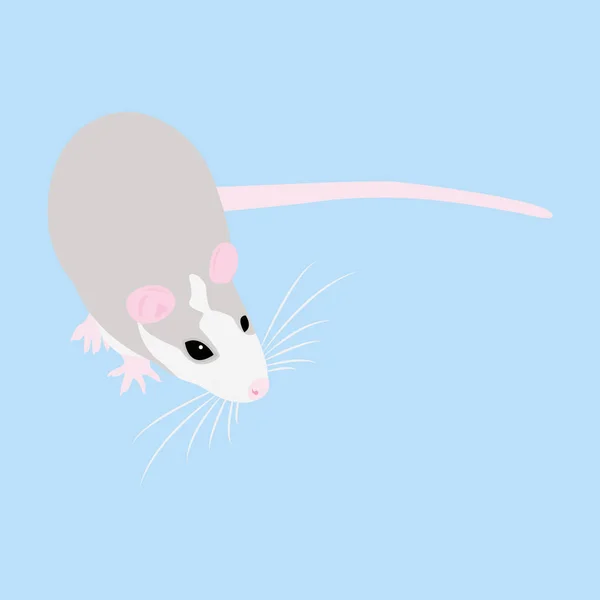 Krysa domácí. Dekorativní krysa. Domácí krysa. roztomilá krysa. roztomilý mazlíček — Stockový vektor