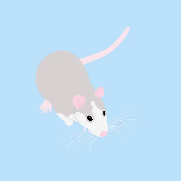 Pet Rat. Un ratto decorativo. Topo domestico. Che bel topo. carino animale domestico — Vettoriale Stock