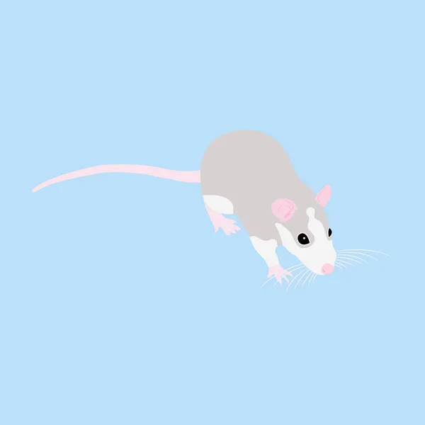 Pet Rat. Un rat décoratif. Un rat domestique. mignon Rat. mignon animal de compagnie — Image vectorielle