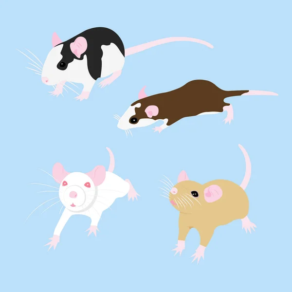 Réglez Pet Rat. Un rat décoratif. Un rat domestique. mignon Rat. mignon animal de compagnie — Image vectorielle