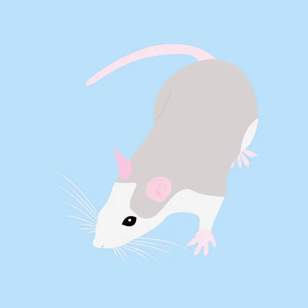 Крысёныш. Декоративная крыса. Домашняя крыса. Милая Крыса. милый домашний питомец — стоковый вектор