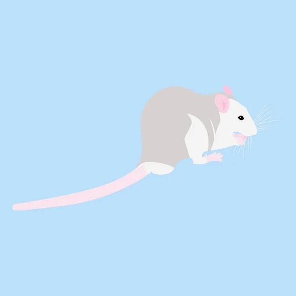 Pet Rat. Un rat décoratif. Un rat domestique. mignon Rat. mignon animal de compagnie — Image vectorielle