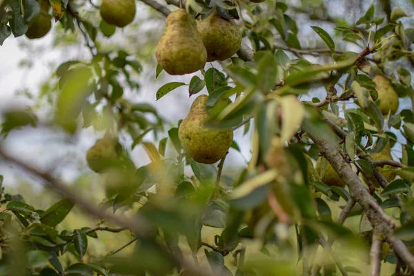 Natural pear orchard at sunset