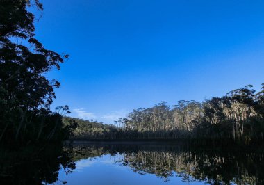forrest, New South Wales, Avustralya ortasında bir gölde yansıtan ağaçlar