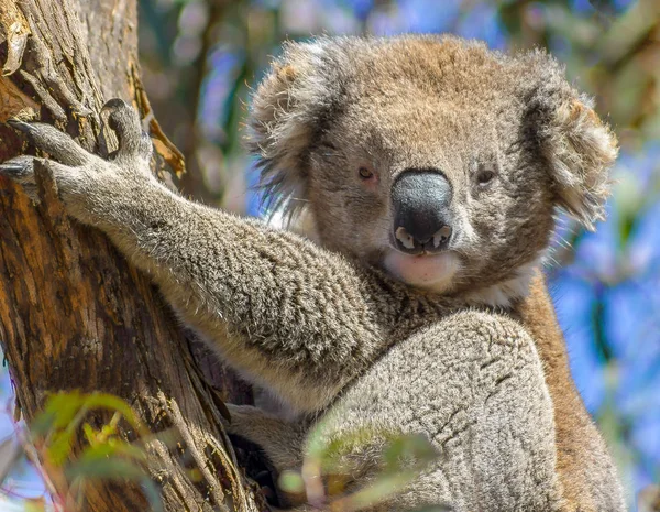 Egy aranyos koala, fa, raymand island, Ausztrália — Stock Fotó