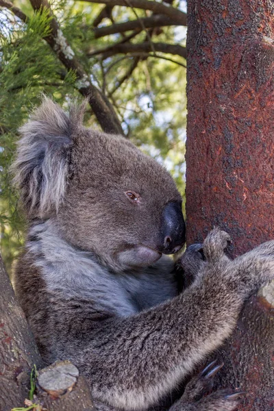 Vad Koala medve egy fa a Mt Lofty séta, a Dél-Ausztrália — Stock Fotó