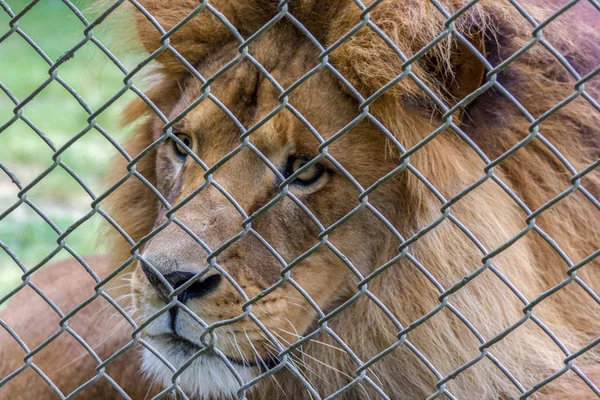 Löwe hinter Zaun in australischem Zoo — Stockfoto