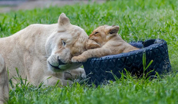 Löwenmutter Und Jungtier Spielen Zusammen Zoo — Stockfoto