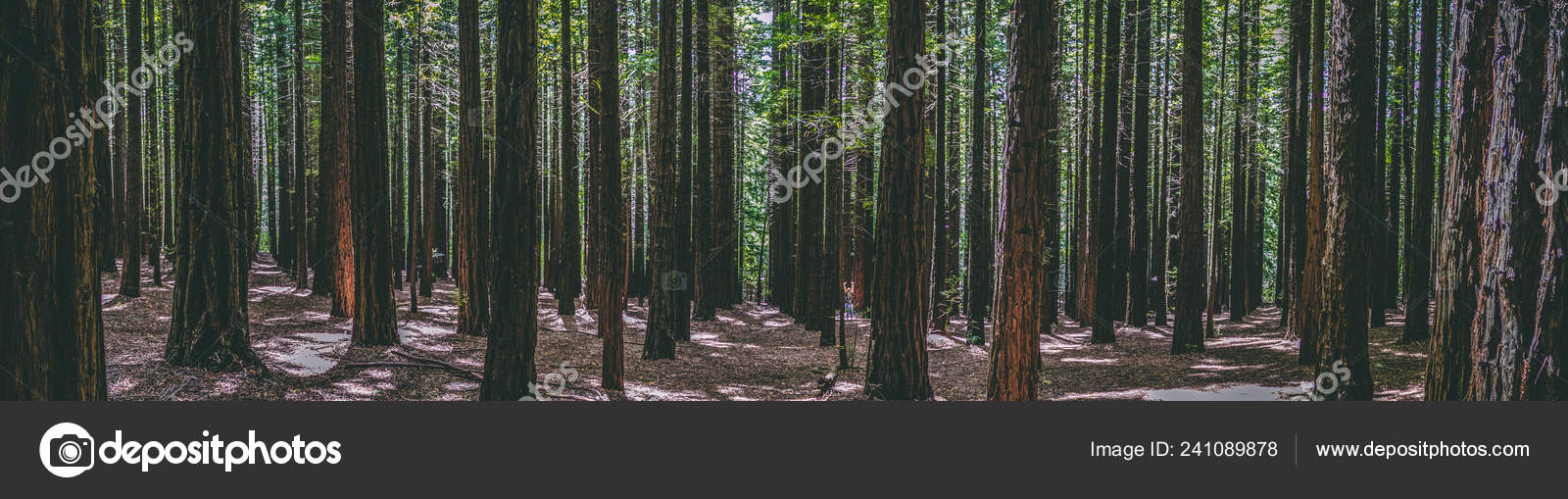 Rows Trees Redwood Forest Tourist Icon Nature Lovers Photography