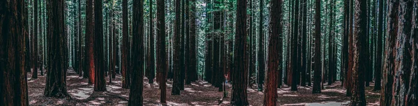 Rangées Arbres Forêt Séquoias Est Une Icône Touristique Pour Les — Photo