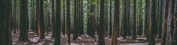Ряды Деревьев Лесу Редвуд Является Туристической Иконой Любителей Природы Фотографии — стоковое фото