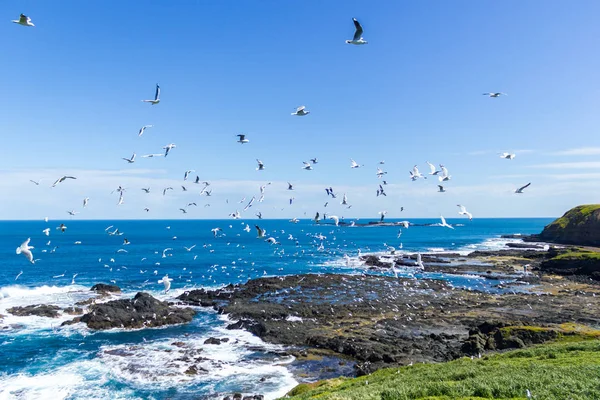 Centenas Gaviotas Están Volando Los Noobies Philip Island Victoria Australia — Foto de Stock