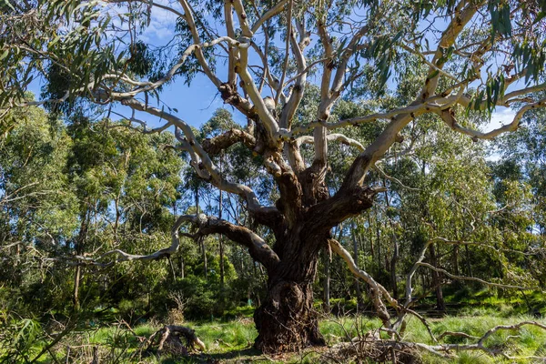 Australischer Eukalyptusbaum Der Den Himmel Blickt Philippinische Insel Victoria — Stockfoto