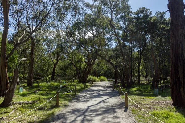 Eukalyptusbaumtunnel Koloapark Victoria Australien — Stockfoto