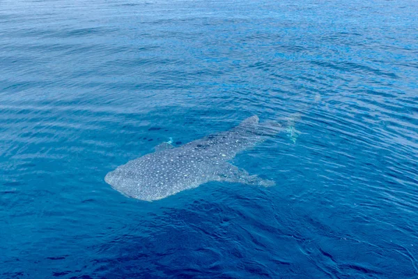 Un pequeño tiburón ballena bebé, disparado desde un barco, Nigaloo Reef Australia Occidental — Foto de Stock